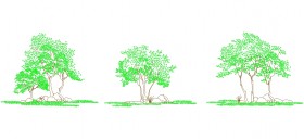 2-boyutlu-agac-cizimleri-dwgindir