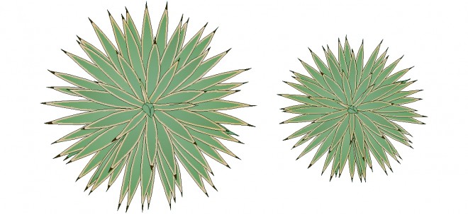 agave-bitkisi-cizimi-dwgindir